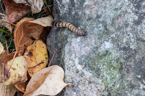 Mealworm larva, Tenebrio molitor, in nature, in insectofarm. Alternative protein source, east food, pet feed for birds, rodents, reptiles. Insectophobia, objects for insecticides. photo