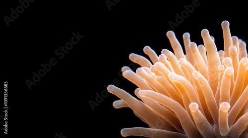 Close up of coral polyp with delicate tentacles against black background, showcasing intricate details and textures. image evokes sense of wonder and beauty in marine life photo