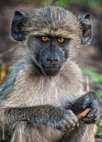 baboon sitting on the ground photo