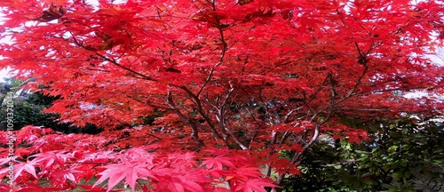  Autumn Landscapes - Red Maple in the Woods