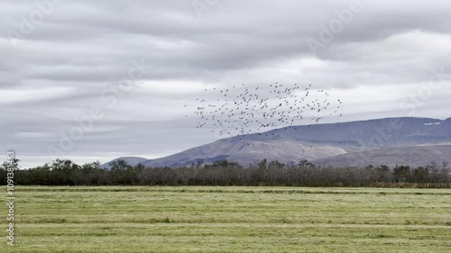 Large flock of starlings taking flight over Icelandic farmland wide photo