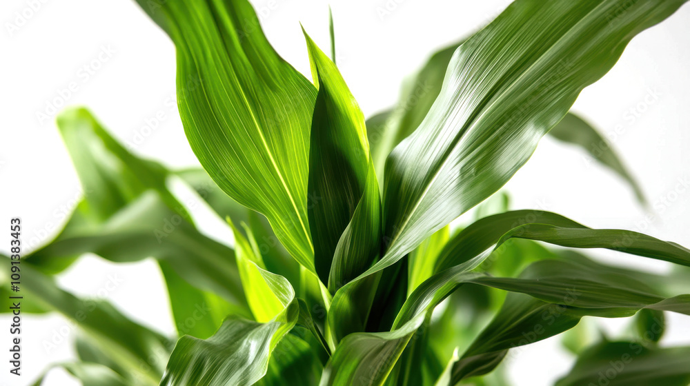Fototapeta premium Corn plant isolated on a white background for garden design.