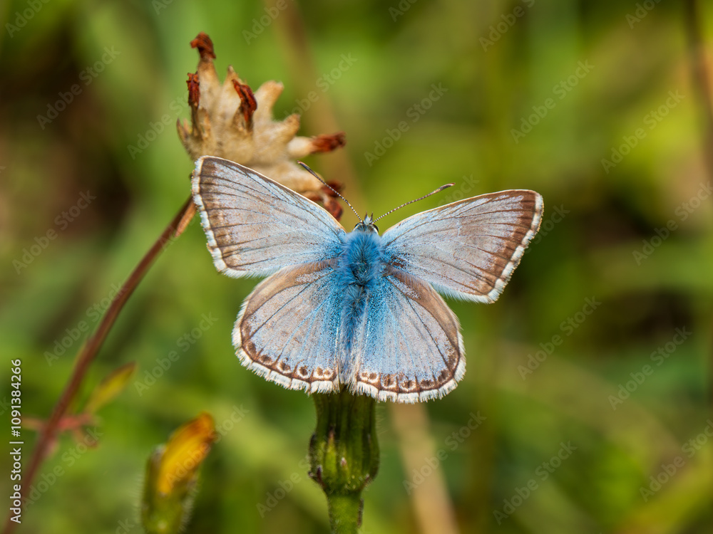 Fototapeta premium Chalkhill Blue Butterfly Resting. Wings Open
