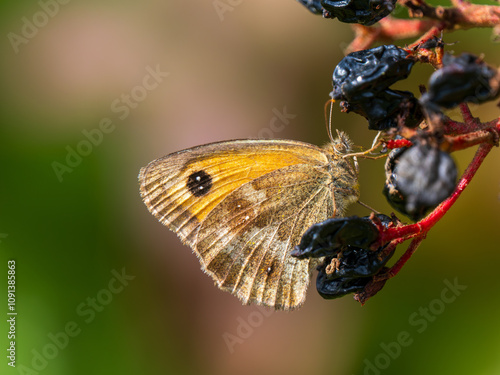 Gatekeeper Butterfly Feeding