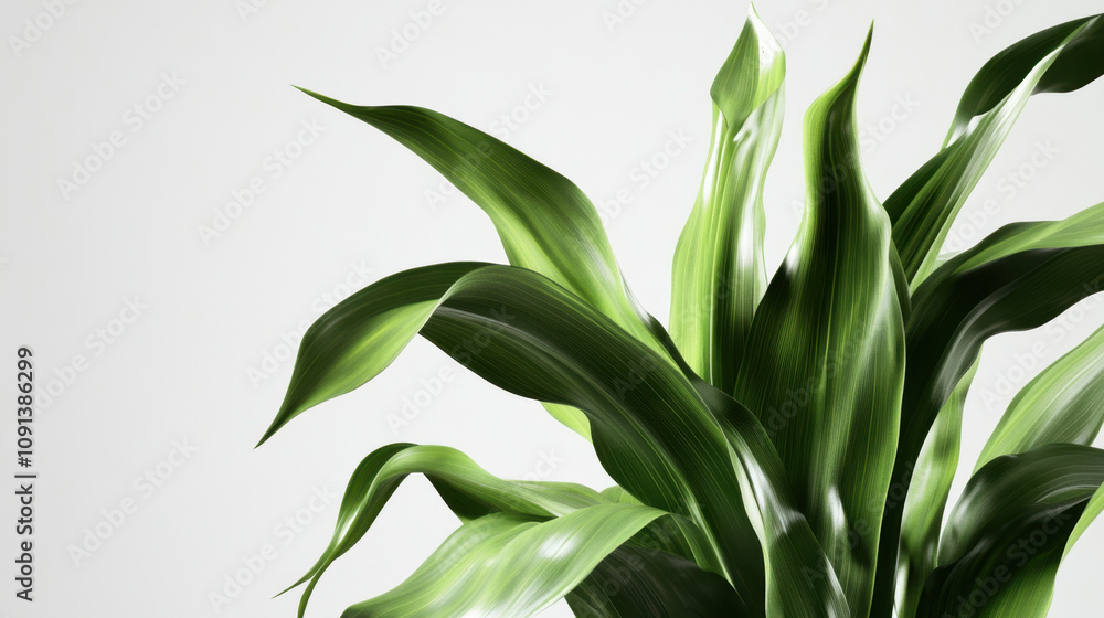 Obraz premium Corn plant isolated on a white background for garden design.