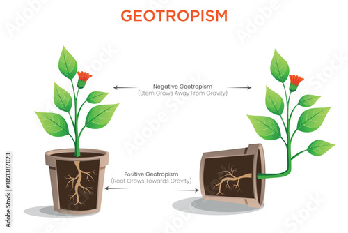 Geotropism How Plants Respond to Gravity for Root and Shoot Growth