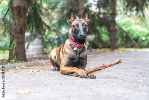 Bilde på lerret Belgian shepherd with a stick