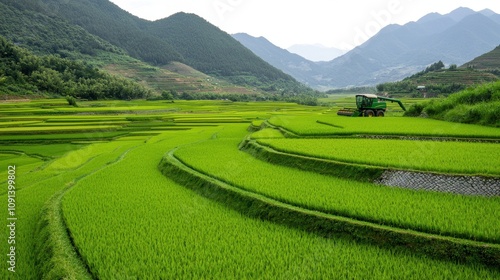 Lush green terraced rice fields amidst rolling mountains under a bright sky. photo