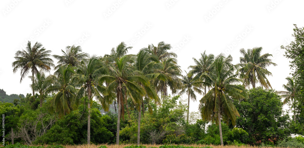 Obraz premium Coconut palm trees in summer on transparent background with clipping path and alpha channel, high resolution.
