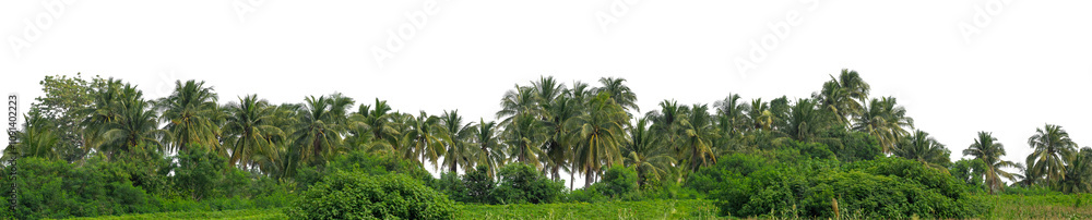 custom made wallpaper toronto digitalCoconut palm trees in summer on transparent background with clipping path and alpha channel, high resolution.
