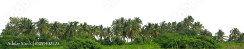 Wallpaper Mural Coconut palm trees in summer on transparent background with clipping path and alpha channel, high resolution. Torontodigital.ca