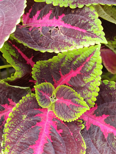 Close up image top view of painted nettle aka coleus plant photo