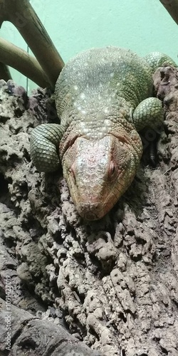 Close-up of a resting tegu lizard photo