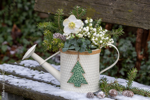 Christrose, weiße Torfmyrte und Fichtenzweige in dekorativer Gießkanne im Wintergarten photo