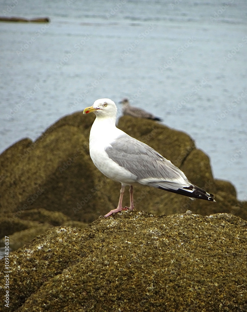 Fototapeta premium Goéland argenté