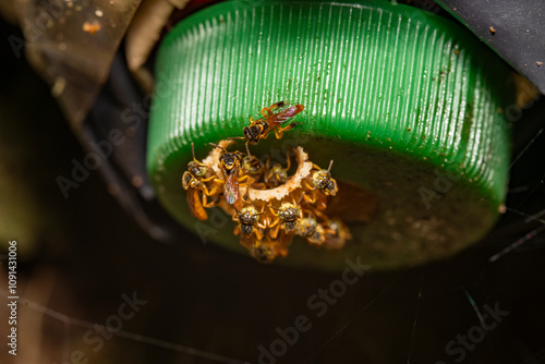 Colorful sweat bees at artificial nest entrance photo