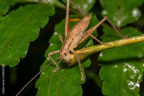 Brown katydid eating leaf stem on a fern photo