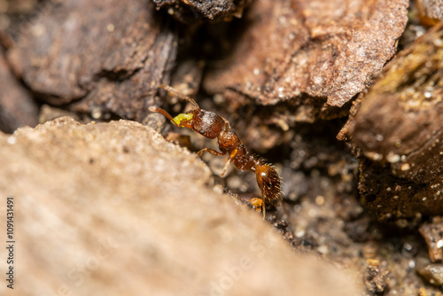 Red fire ant with green insect in mouth