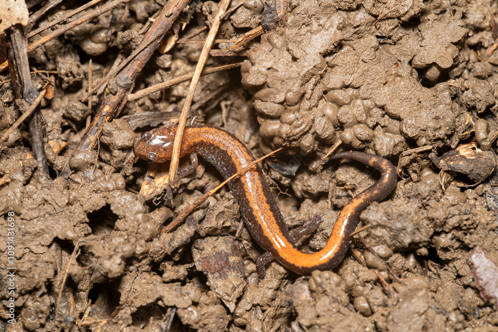 Fototapeta premium Red backed salamander in dirt