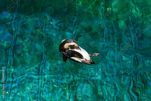 Penguin floating on water in aquarium