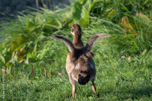 A gosling of the Nile or Egyptian goose (Alopochen aegyptiaca) spreads its small wings, seen from behind photo