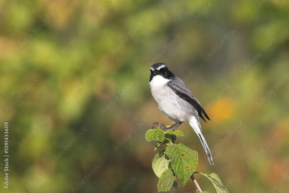 Obraz premium Grey Bushchat, (Saxicola ferreus), male perched on a bush, Jim Corbett National Park, Uttarakhand, India.