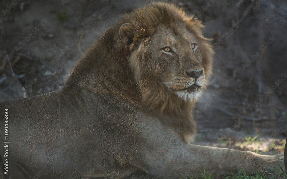 Obraz premium male lion cub