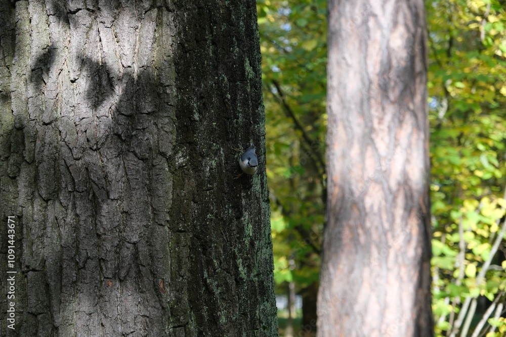 Obraz premium tit on a tree trunk