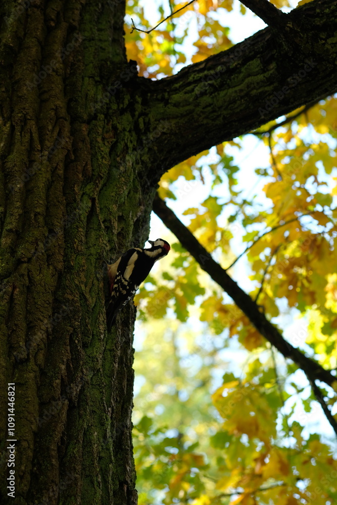 Obraz premium woodpecker on a tree trunk