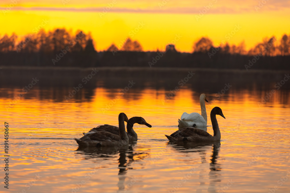 Fototapeta premium A Beautiful and Serene Sunset Featuring Graceful Swans Gliding on the Calm Water Surface