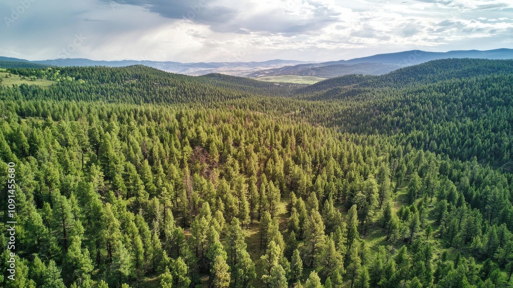 Obraz premium Aerial View of Lush Evergreen Forest