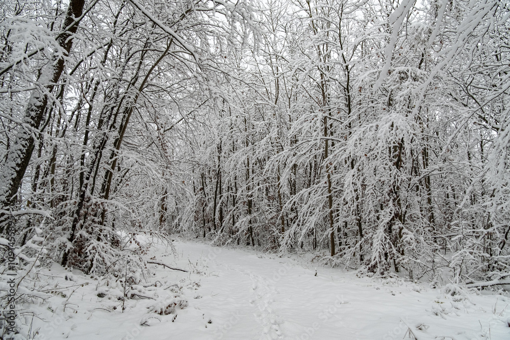 A snowy forest with trees covered in snow. The trees are bare and the snow is deep. The scene is peaceful and serene. Germany.
