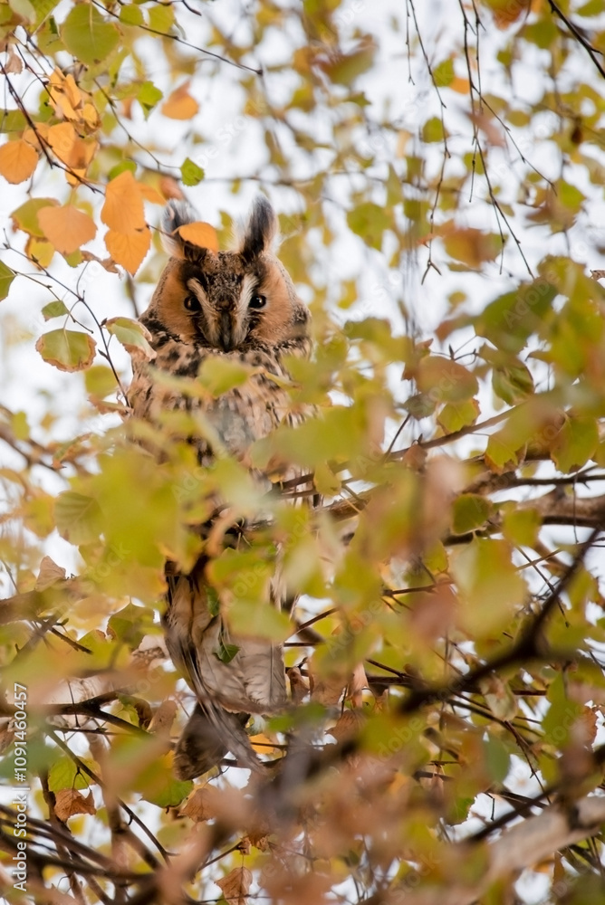 Long Eared Owl Sitting on Tree in Kikinda