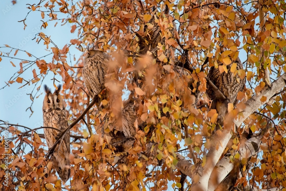 Group of Long Eared Owls Sitting on Tree