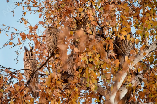 Group of Long Eared Owls Sitting on Tree photo