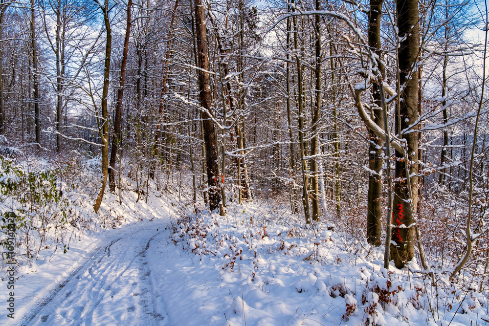 A snowy forest with trees covered in snow. The trees are bare and the snow is deep. The scene is peaceful and serene. Germany.