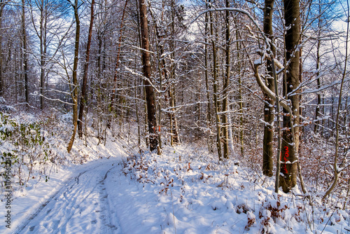 Obraz na płótnie A snowy forest with trees covered in snow. The trees are bare and the snow is deep. The scene is peaceful and serene. Germany. w salonie