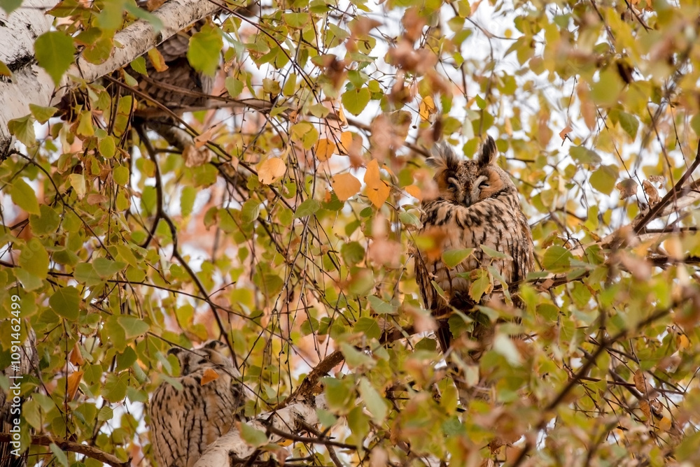 Long Eared Owl Sleeping on Tree in Kikinda