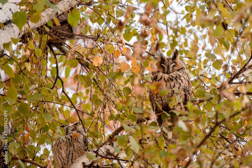 Obraz na płótnie Long Eared Owl Sleeping on Tree in Kikinda w salonie