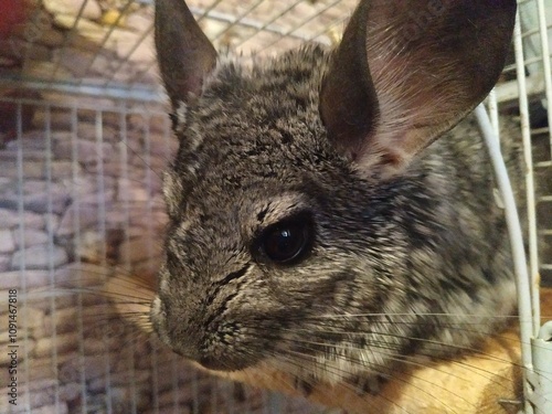 chinchilla