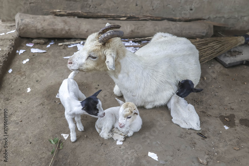 Goat with kids in Takpatchiomey, Couffo, Benin photo