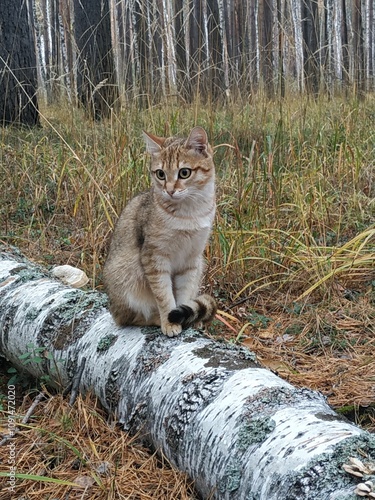 cat in the woods