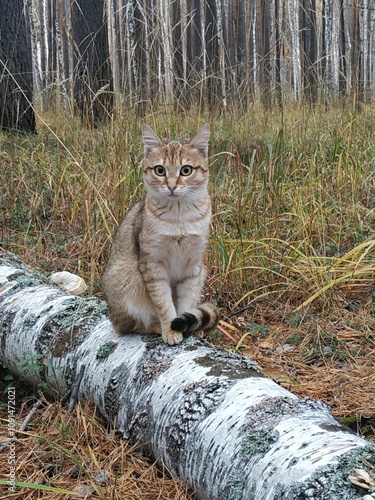 cat in the woods