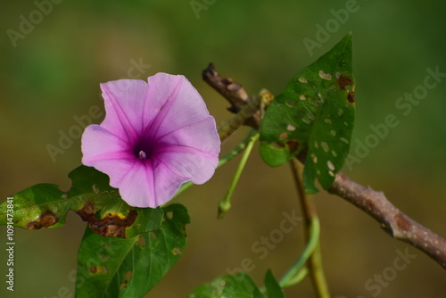 Ipomoea aquatica flower, widely known as water spinach, is a semi-aquatic, tropical plant