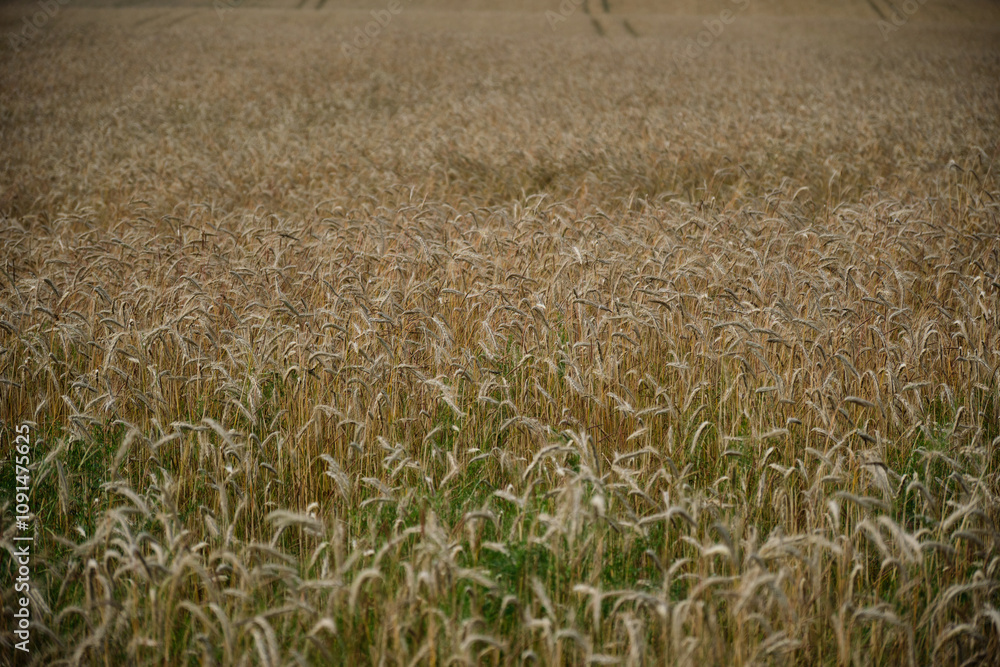 Ears of golden wheat over sunset sky. Close up beauty nature field background with sun flare. Germany.