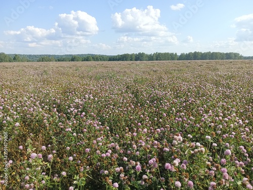 clover field