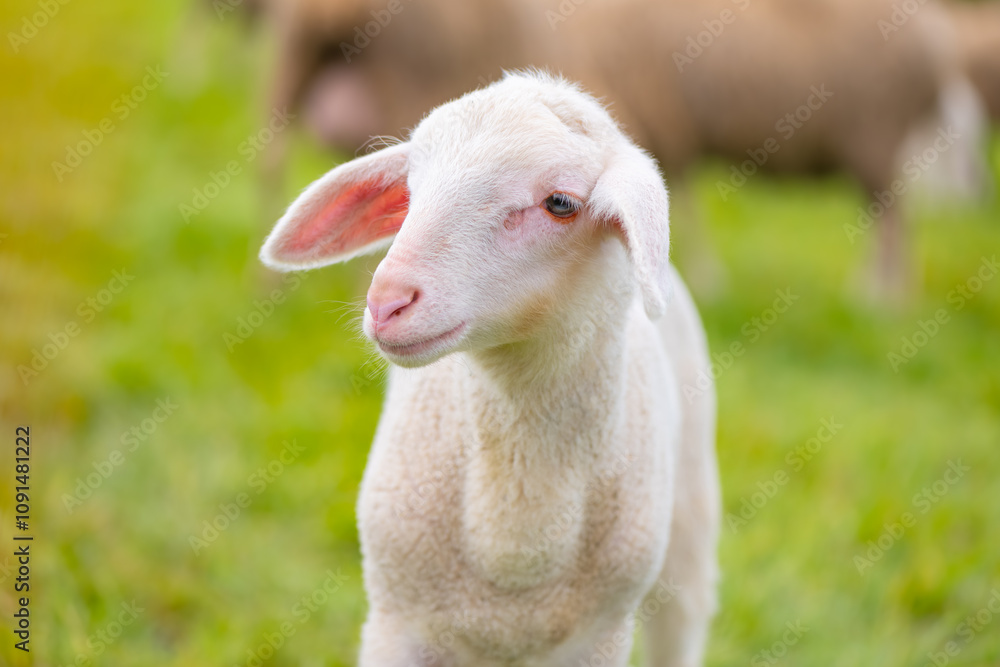 Obraz premium Portrait of a lamb on a pasture in Germany. The Merino is a breed of domestic sheep, characterised by very fine soft wool. Cute curious baby animal with white fur and unfocused herd in the background