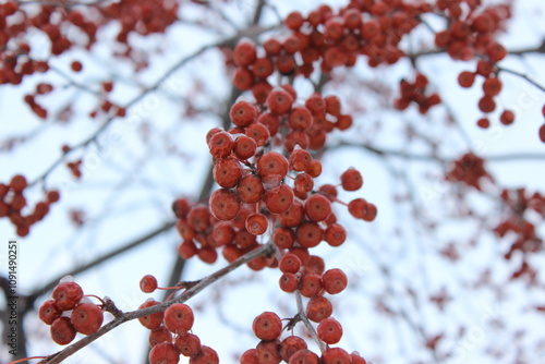 red rowan berries