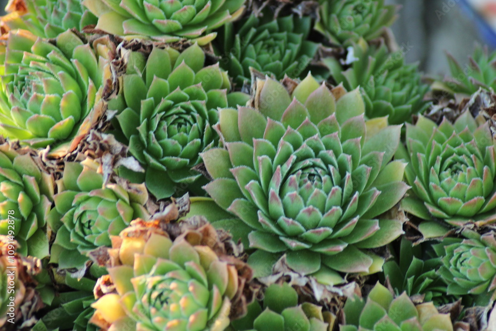 Obraz premium The common houseleek, Sempervivum tectorum, also known as hens and chicks, grouped together. Beautiful floral background. Beautiful summer background 