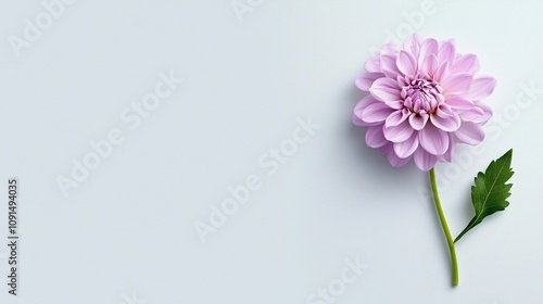 Minimal flower and color of the year. A delicate pink flower with layered petals and a green leaf, resting on a soft gray background.